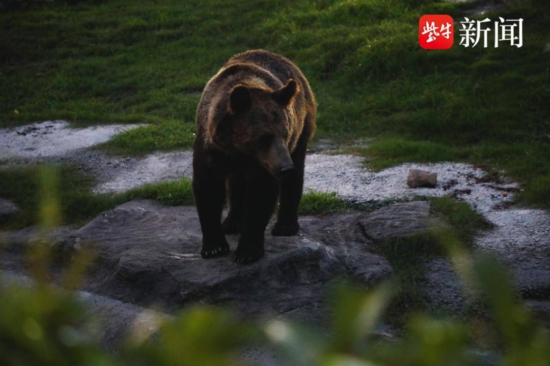 南通森林野生动物园开启"夜游模式",1米5以下儿童可免费入园