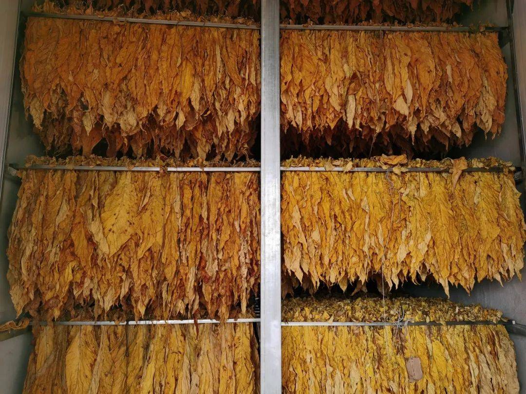 【沙河资讯】沙河乡:烤烟赶"烤"忙 群众"钱"景广