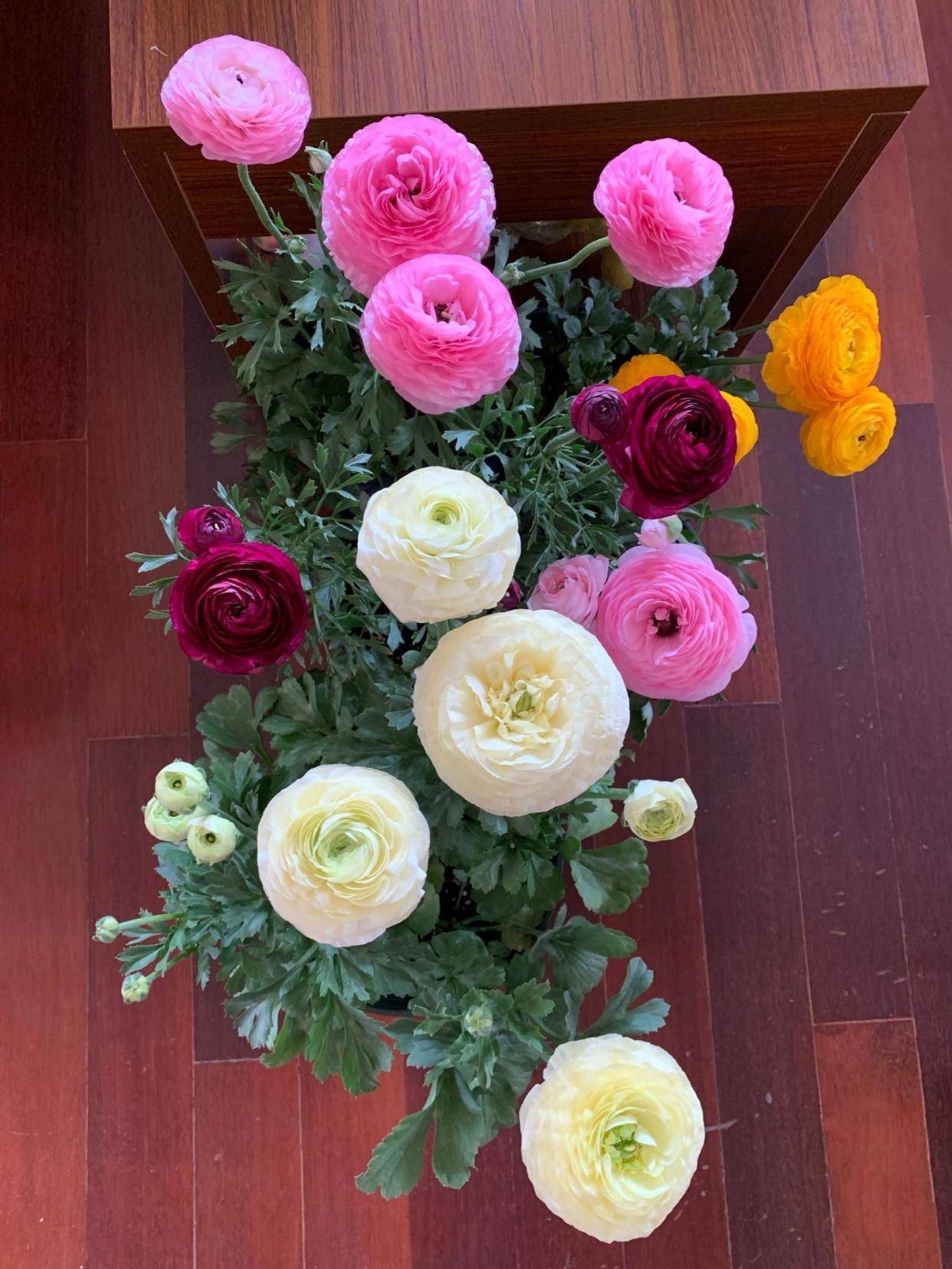 花毛茛怎么养?做好一步,来年又开花,花蕾更多鲜艳亮丽