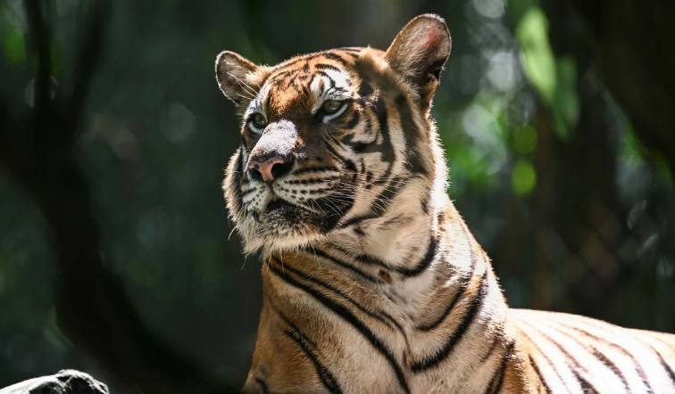 发现了一具马来虎的遗体,现场并未发现老虎遭枪击或因陷阱受伤的迹象