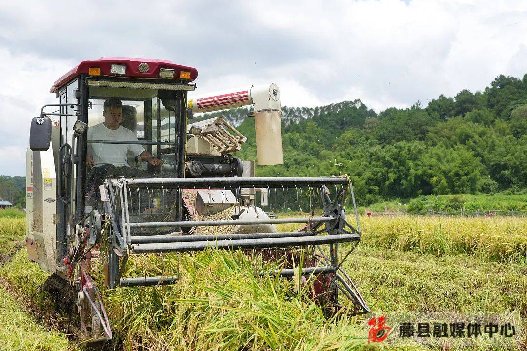为提高水稻收割效率,今年我县大部分早稻都采用收割机收割;同时农业