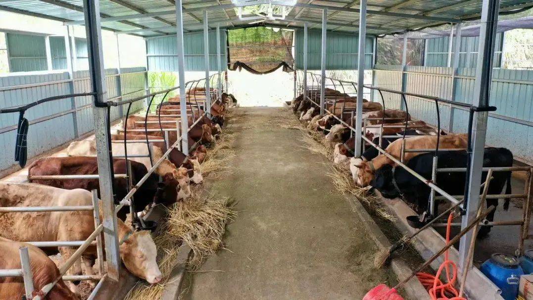 牛舍内,70多岁的雷含庆老人正精神抖擞地给牛添加草料,清理牛舍,忙得