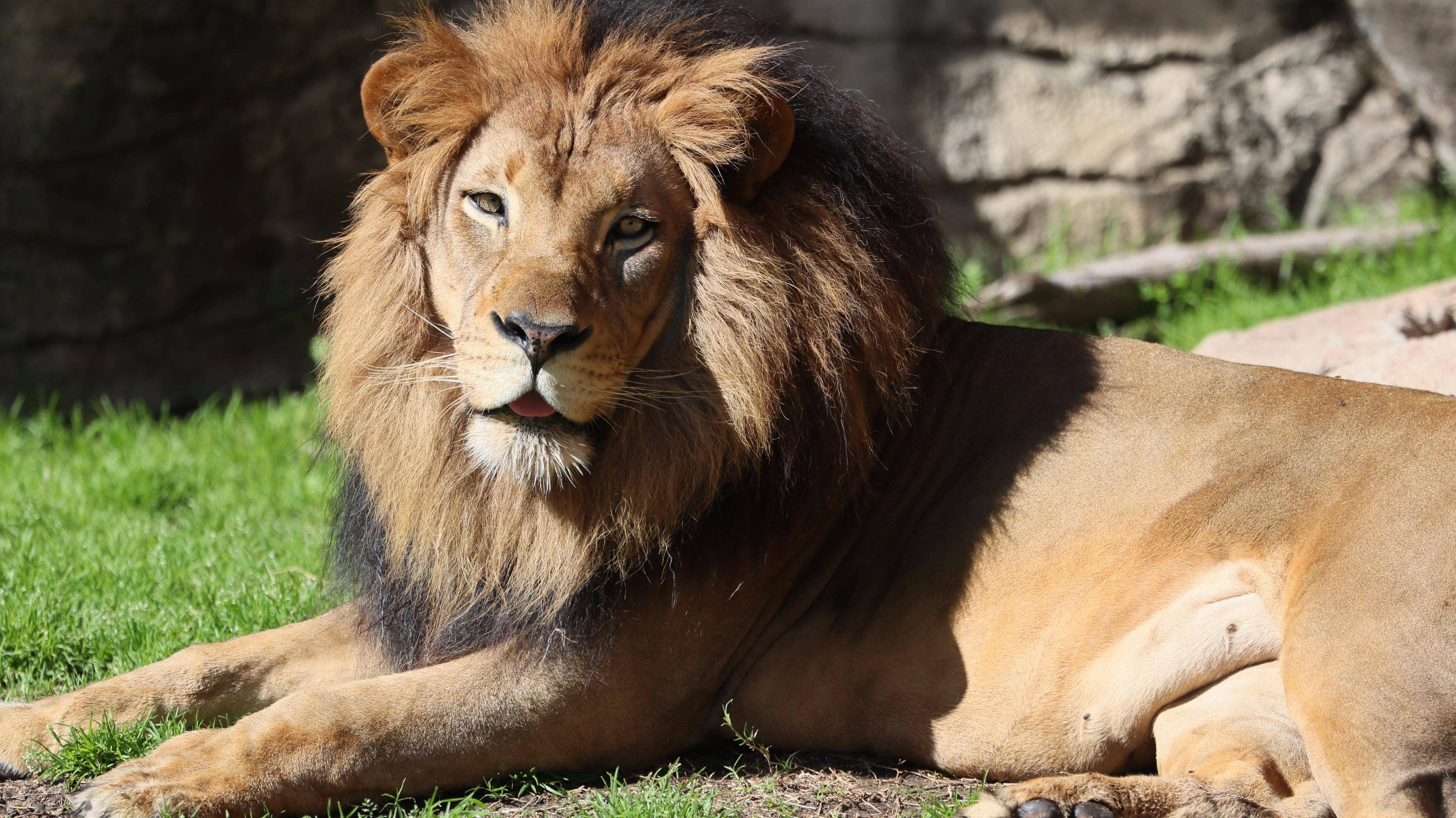 能杀狮子的几种动物，一掌抓破狮子大动脉，百兽之王也只能认怂！_搜狐网