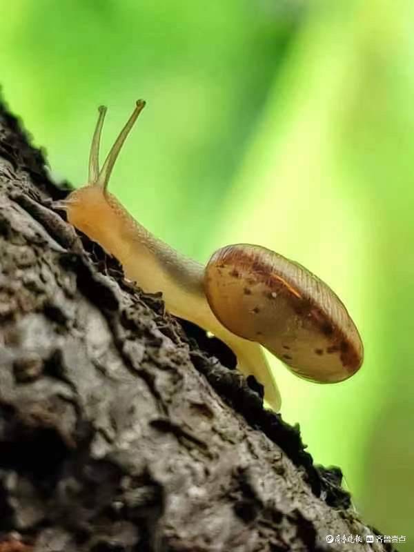 雨后蜗牛,动作缓慢萌萌哒