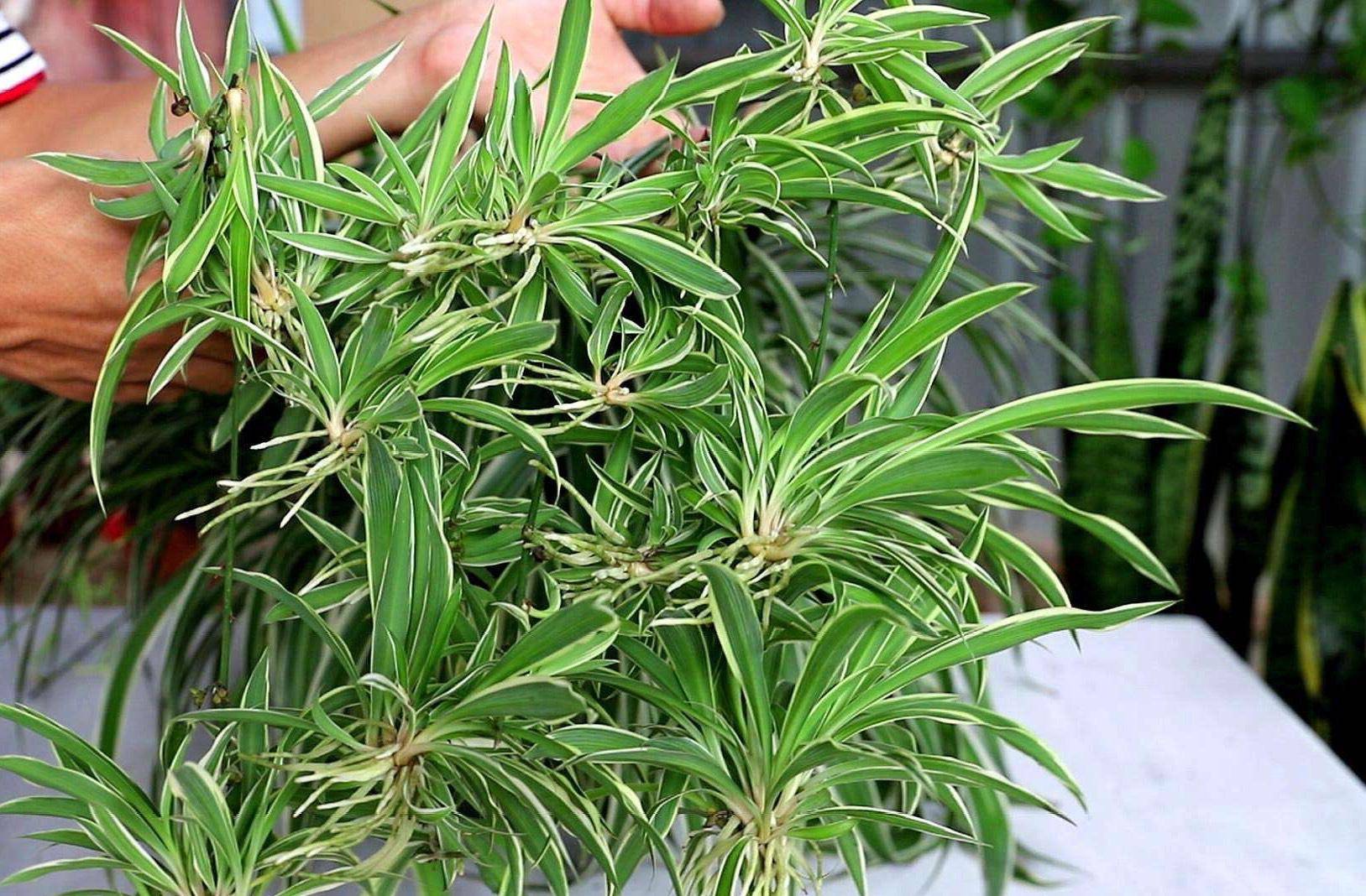 这3种"绿植",虽然普通但漂亮好养,扦插就活,种一盆长一大片