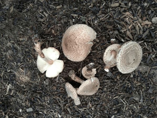 毒菌_颜色_毒素