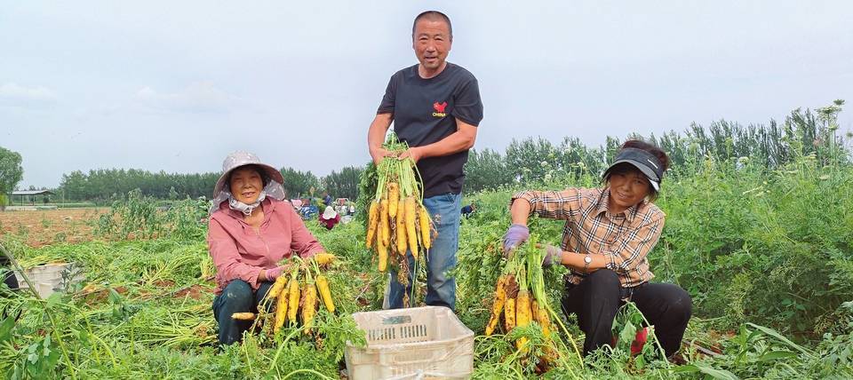 新品种胡萝卜进入收获期_大郭村_种植_园区