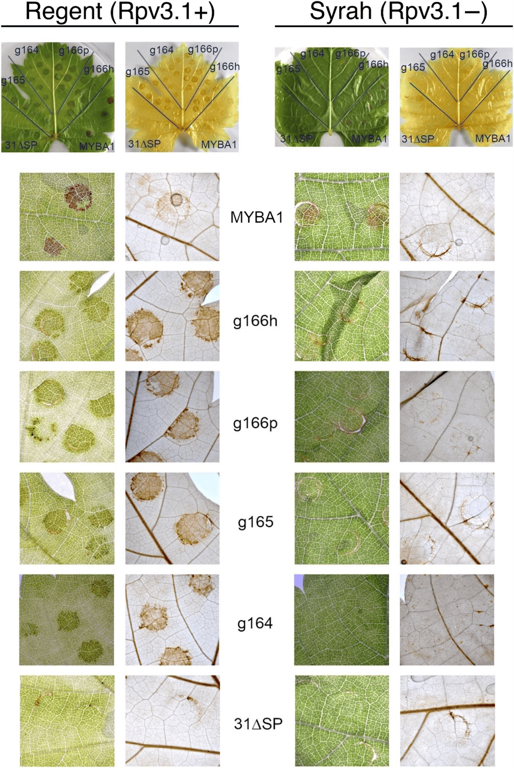 new phytologist | 葡萄霜霉病抗性解码:科学家揭示关键基因座的分子