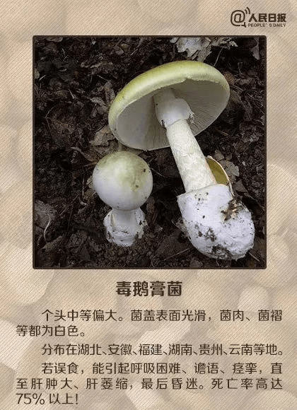 请大家注意预防蘑菇中毒对于野生蘑菇一定要做到不采摘,不食用,不购买