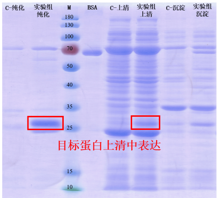 大肠杆菌折戟沉沙,谁来拯救包涵体蛋白?