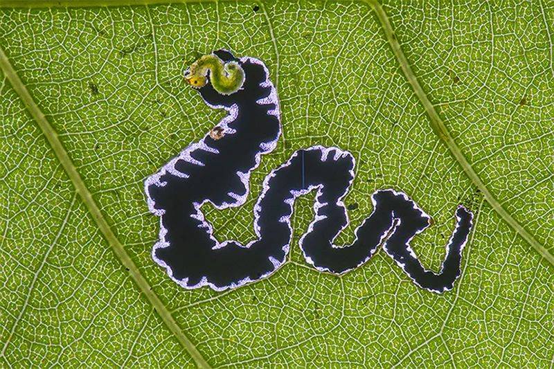 米慧霞 摄点评:虫子啃食叶片形成的图案与虫子的形态产生巧合的一致性