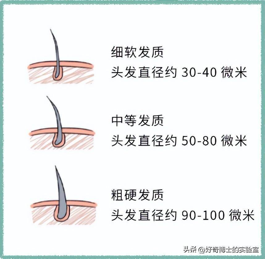 头发又粗又硬vs头发又细又软