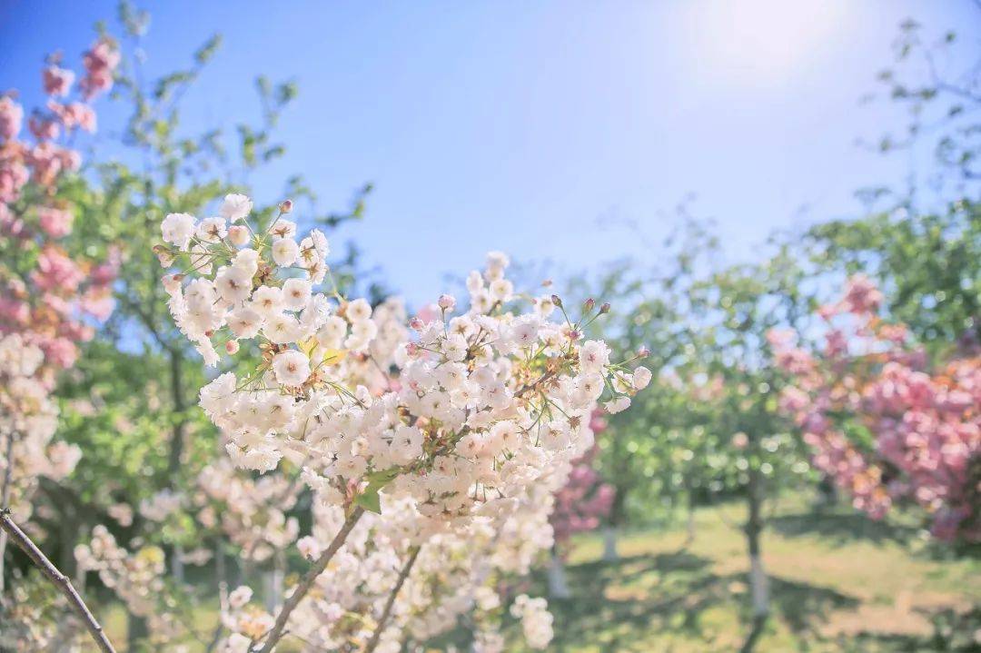 每年春天,龙王塘的樱花总是给每个大连人带来惊喜,不遗余力地编织一场