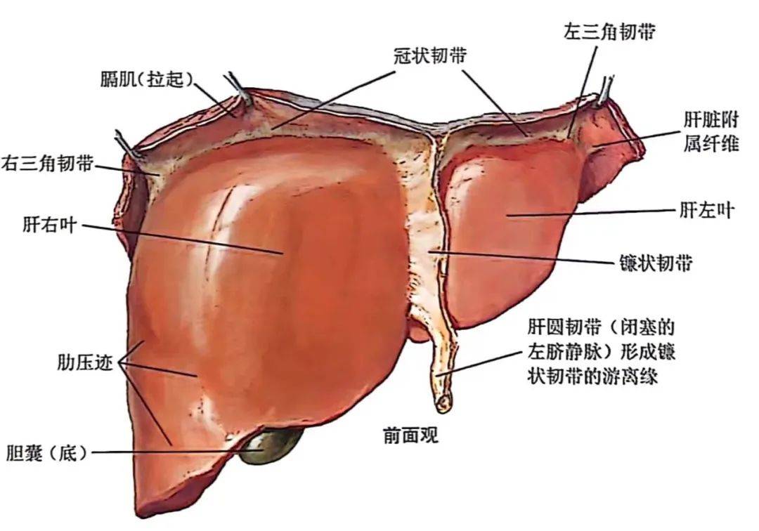 手术解剖专场