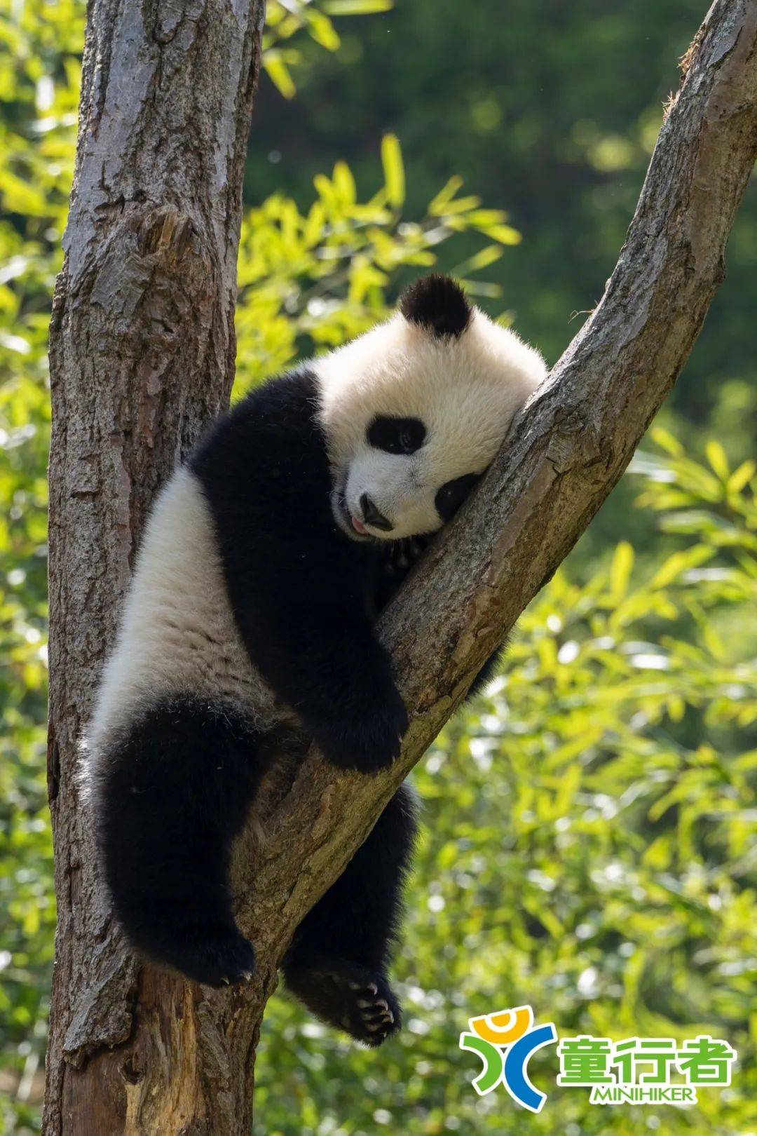 12出发 • 四川卧龙 | 熊猫饲养员,野外科考员…多种身份探秘"国宝