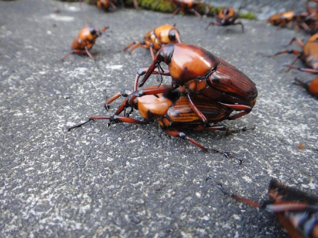 【回忆】客家地区常见的这种虫子,能玩还能吃,大坪人都见过