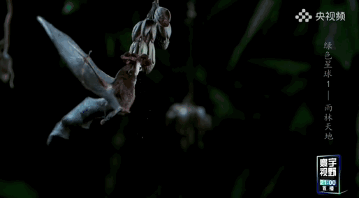 纪录片《绿色星球》科式长舌蝠每晚需要造访数百朵