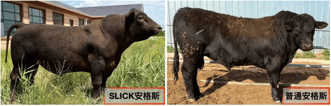 从旭日干院士培育我国首例"试管绵羊",到动物胚胎工程专家李光鹏教授