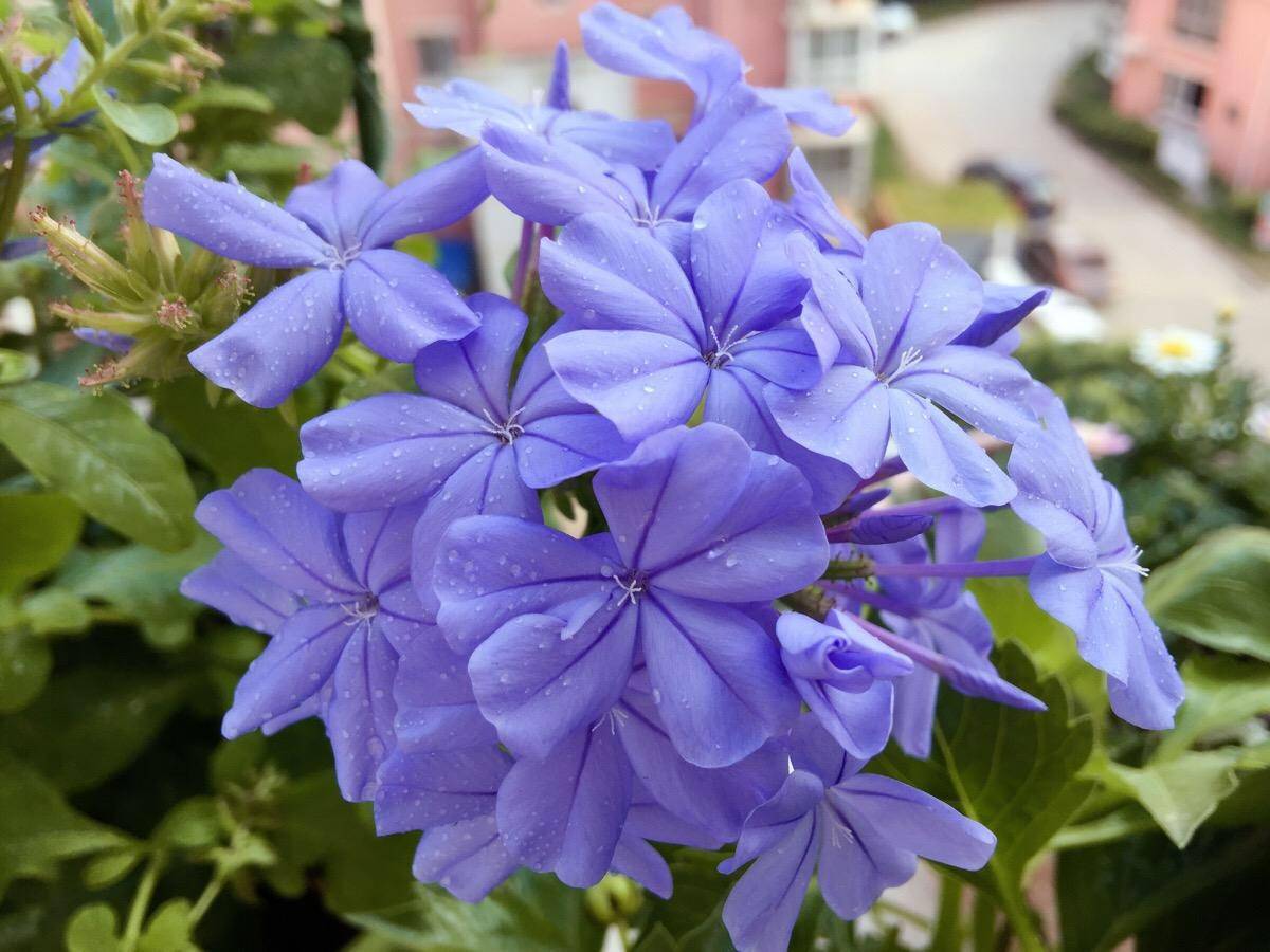 夏季养"蓝雪花",晒一晒,浇水就疯长,长满了枝,开一阳台花