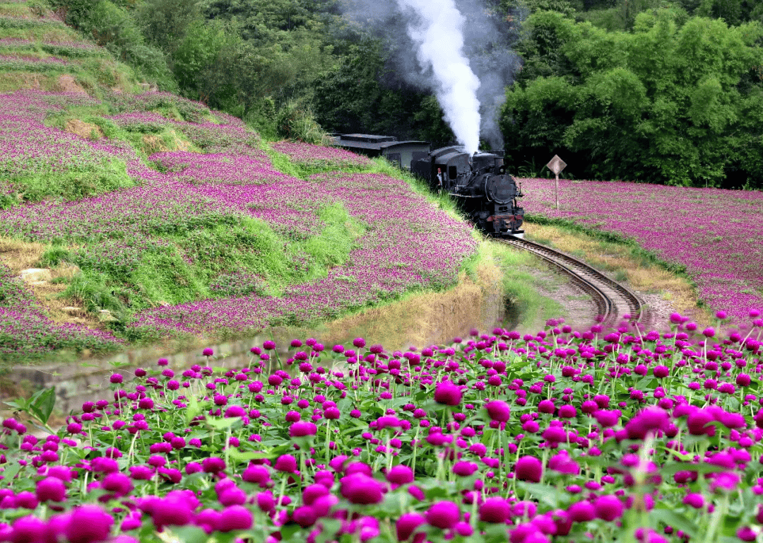 乐山这里的千日红开得正好_花海_嘉阳_版权