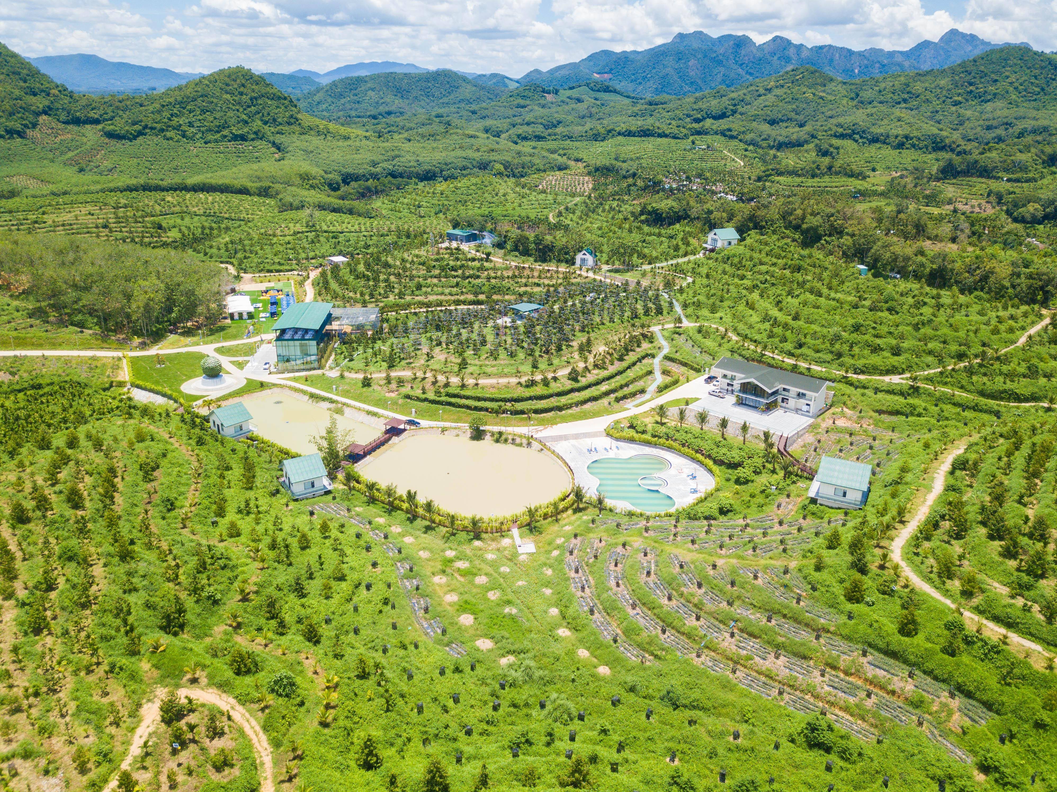 7月20日在海南省三亚市拍摄的传福农业南喵果园榴莲基地