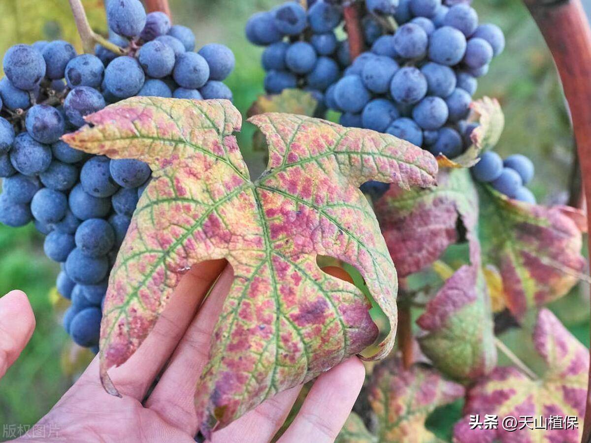 葡萄缺硼表现什么症状