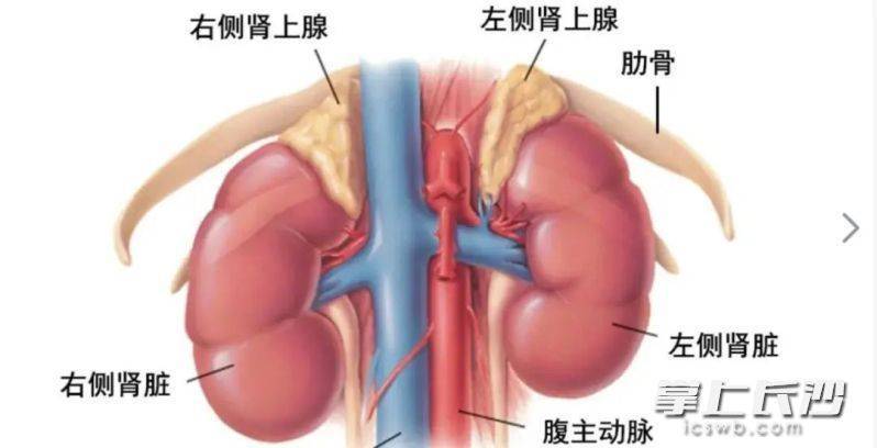 肾窦示意图图片