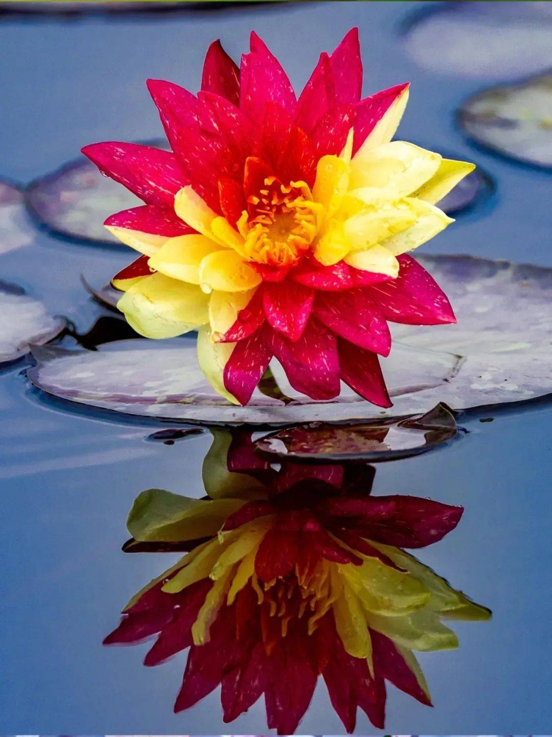 淮北这里有双色睡莲竞相开放