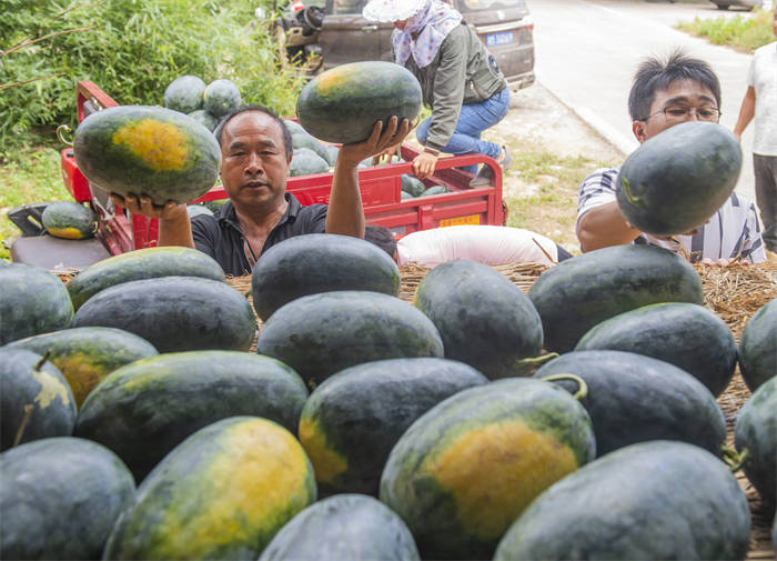 道县:瓜果飘香 "甜蜜"增收(组图)