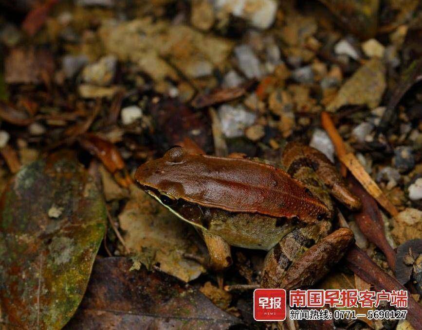 比较,鉴定后,才发现这些弹琴蛙其实对应着湘琴蛙和雷山琴蛙2个新记录