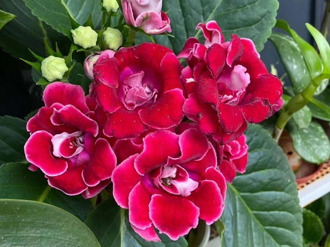 我养过"最难养"的10种花,养过一次之后不敢再养