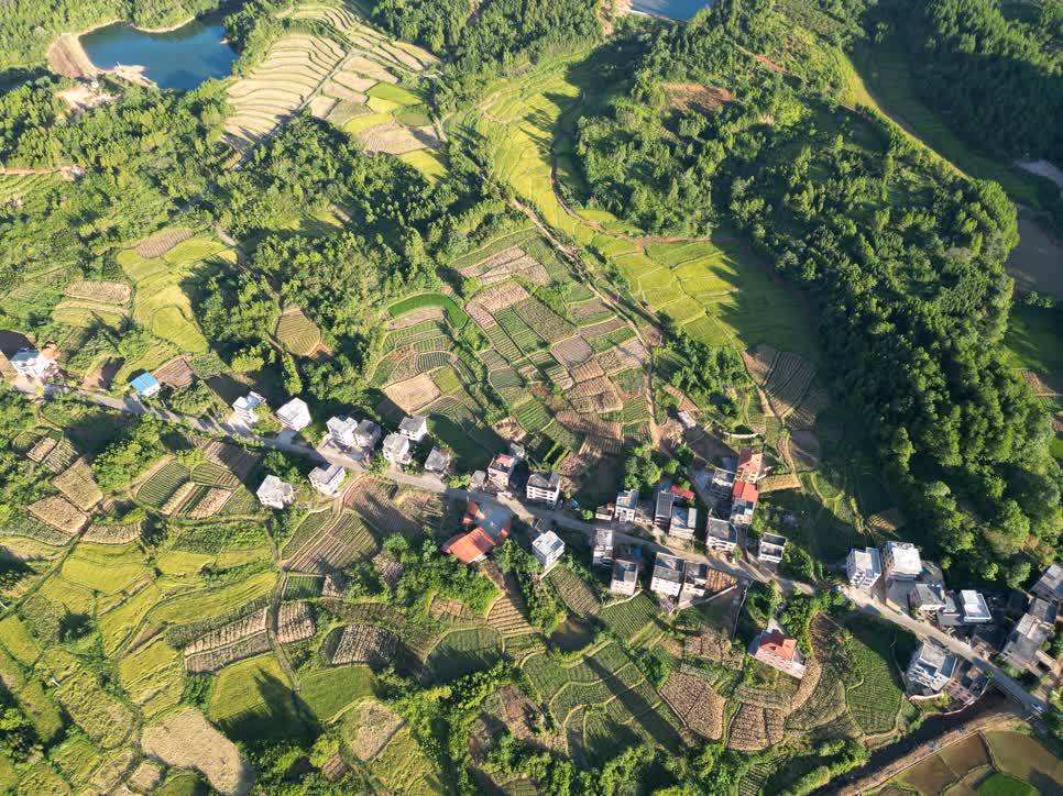 新田石羊镇:金色稻田"丰"景如画