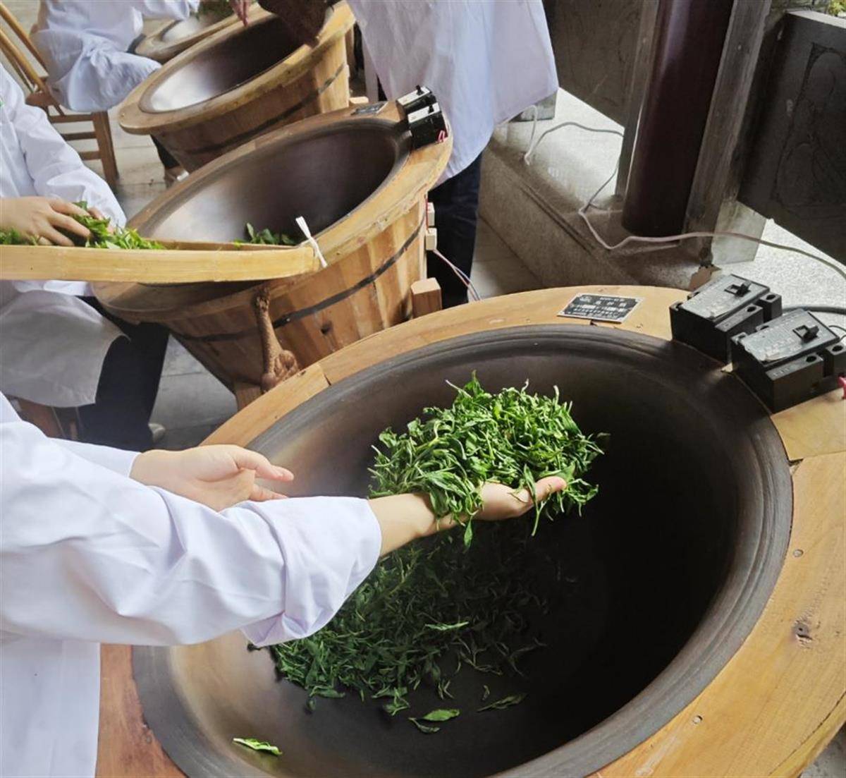 已累计出口茶叶6000余吨 湖北鹤峰开采夏茶