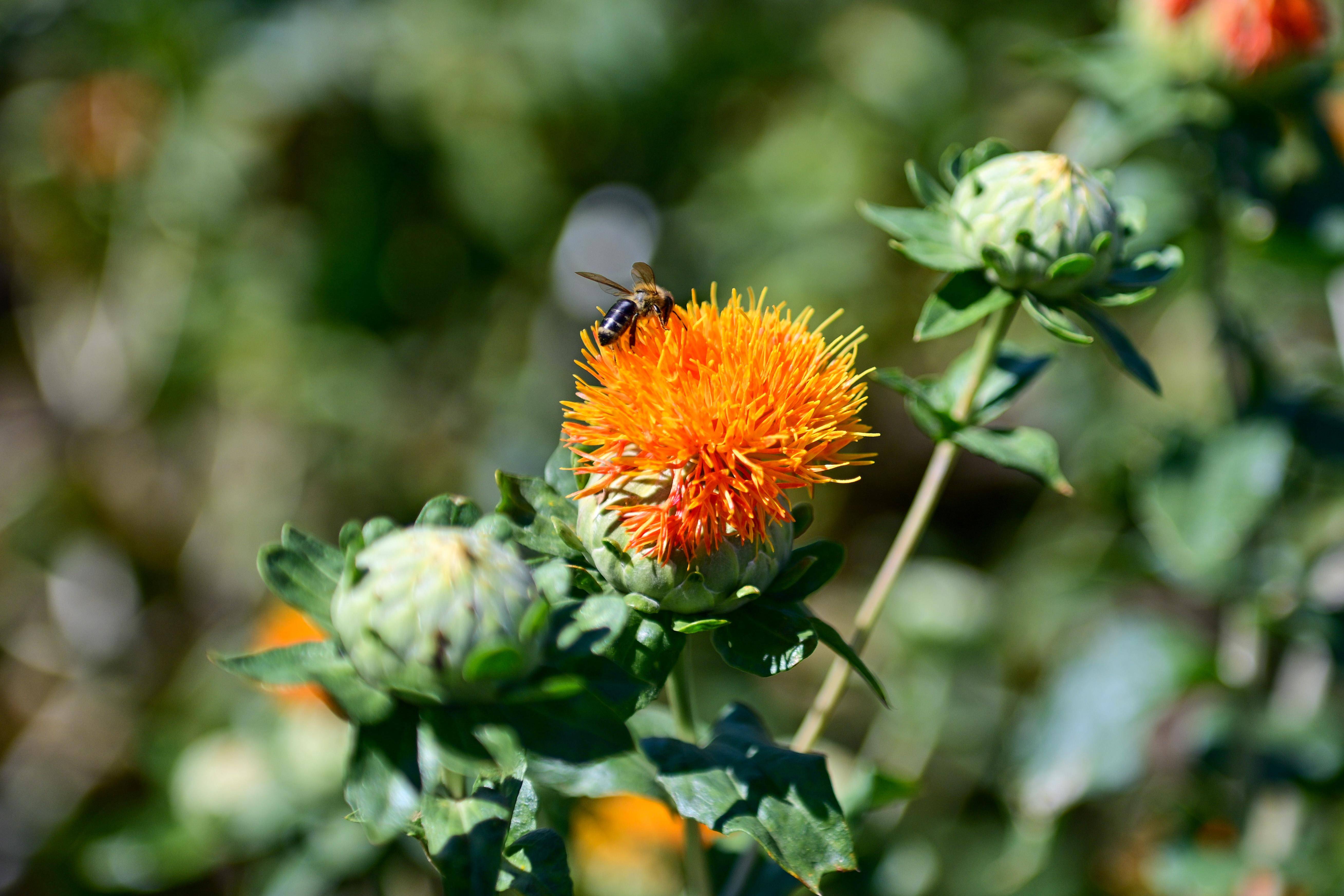 新疆裕民:红花"裕"花农_裕民县_塔城地区_种植
