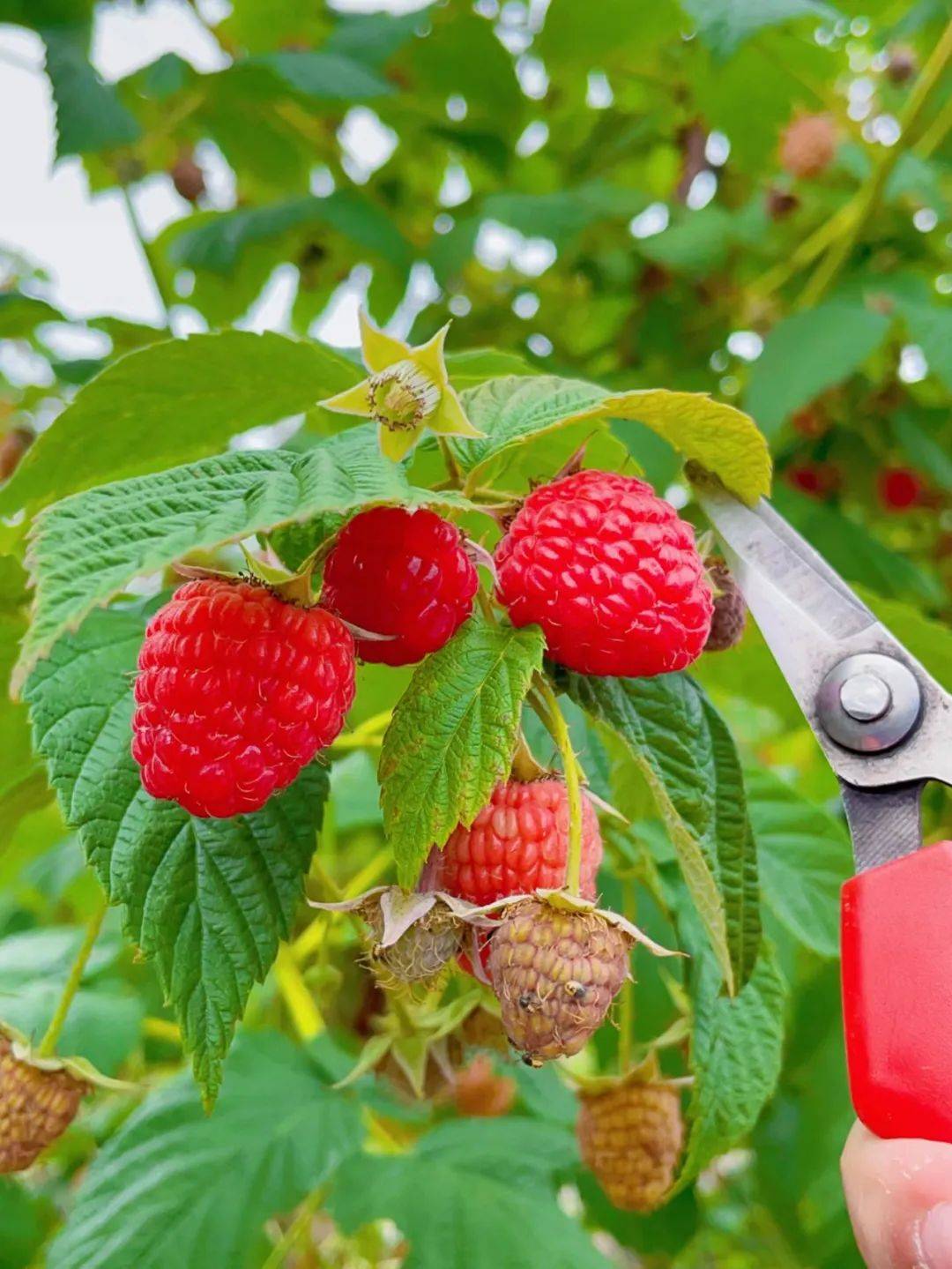 树莓_水果_红色