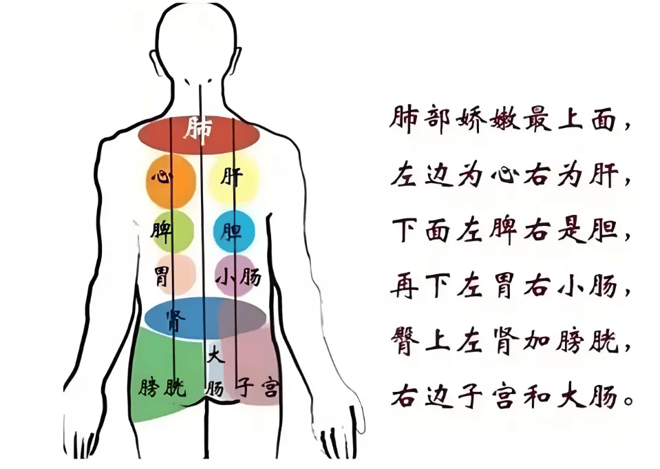 其实中医学也认为,人体的背部非常重要,背部的养生保健不可忽视