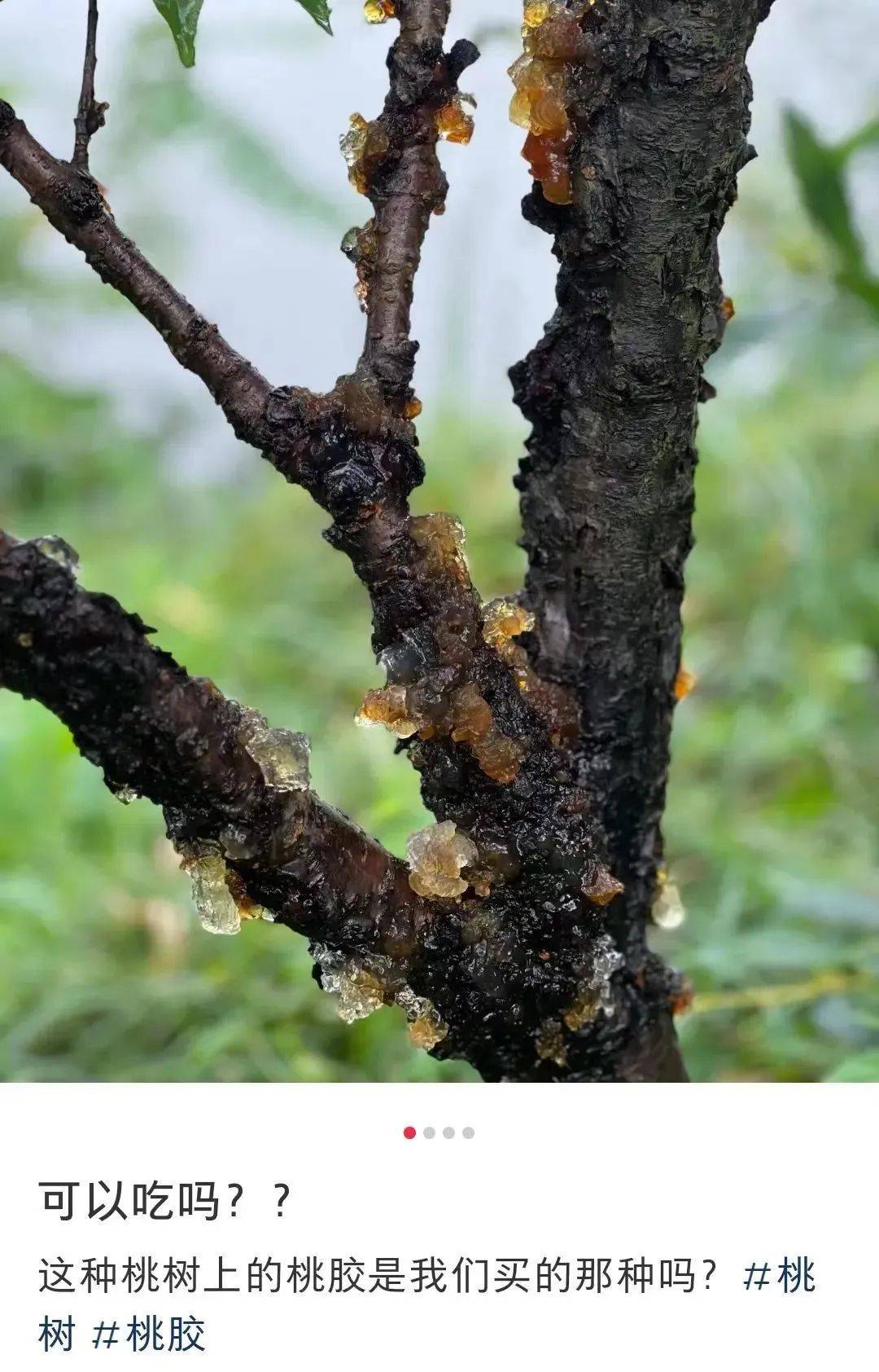 不要采，街头已大量出现！中药房里没有这味药，为啥大家都用它养生？_桃胶_食用_建议