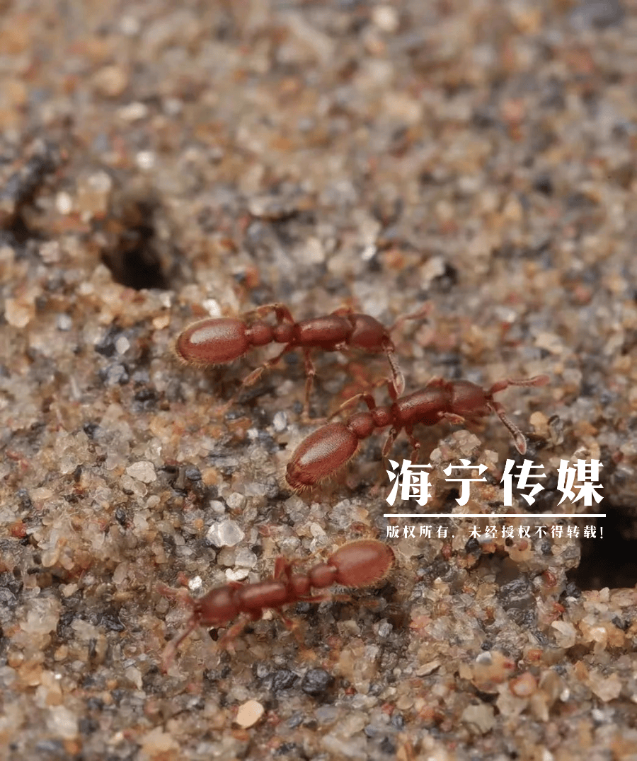 海宁16岁高中生发现新物种,国际期刊都发表了,取名很有意思