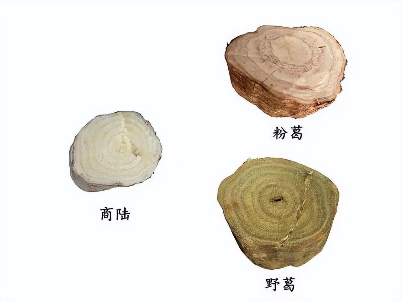 剧毒参锏比参!女大学生昏迷17个小时,从地上挖的草千万别乱吃