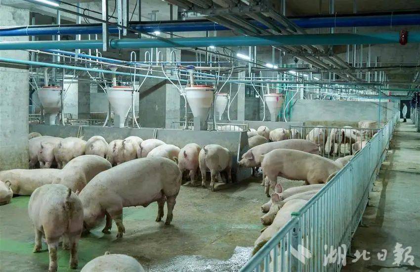 六部门出台畜牧业稳增长促发展“十条措施”_养殖_畜禽_重点支持