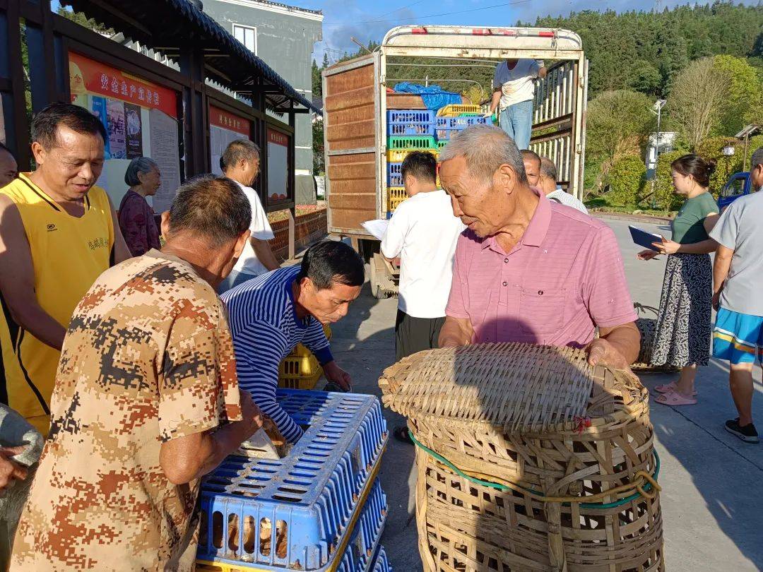 天柱县远口镇:把好产业奖补关 走好产业振兴路