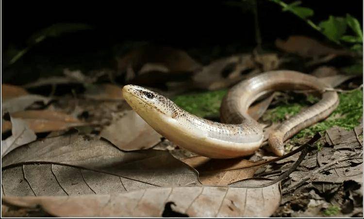 看着有点像鳗鱼,身上比较光滑,还有点反光,颜色