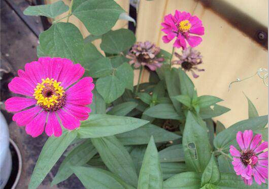 美美哒,阳台上种百日草,好看又好种!