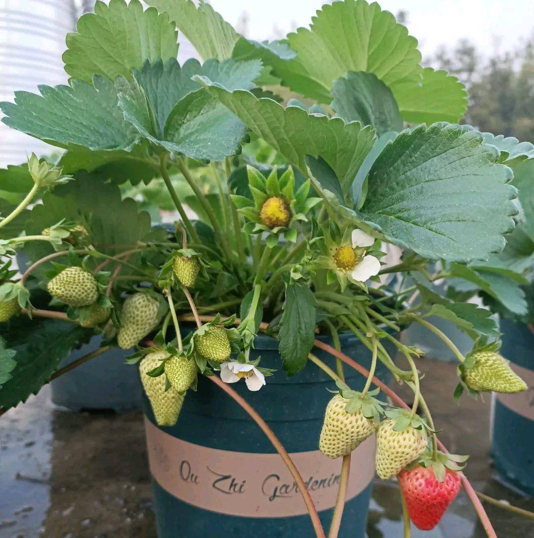 阳台养盆栽草莓,少不了三步,开花多,果子大又多