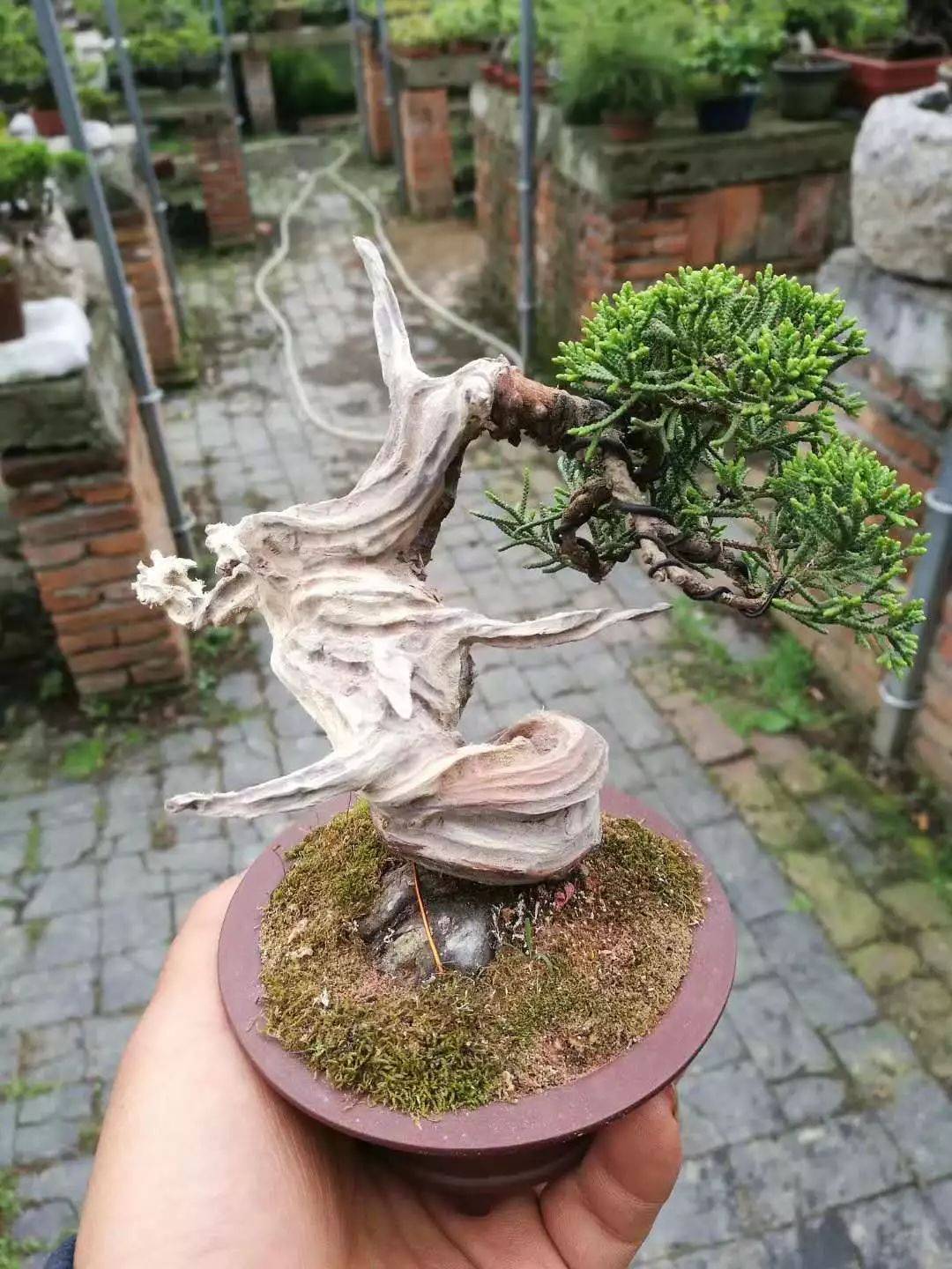 舍利干虽美,形成却残酷,向你展示舍利干盆景艰辛形成历程!