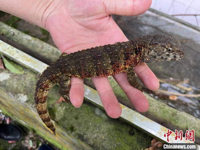 探秘广西大瑶山:珍稀野生动植物生活的摇篮