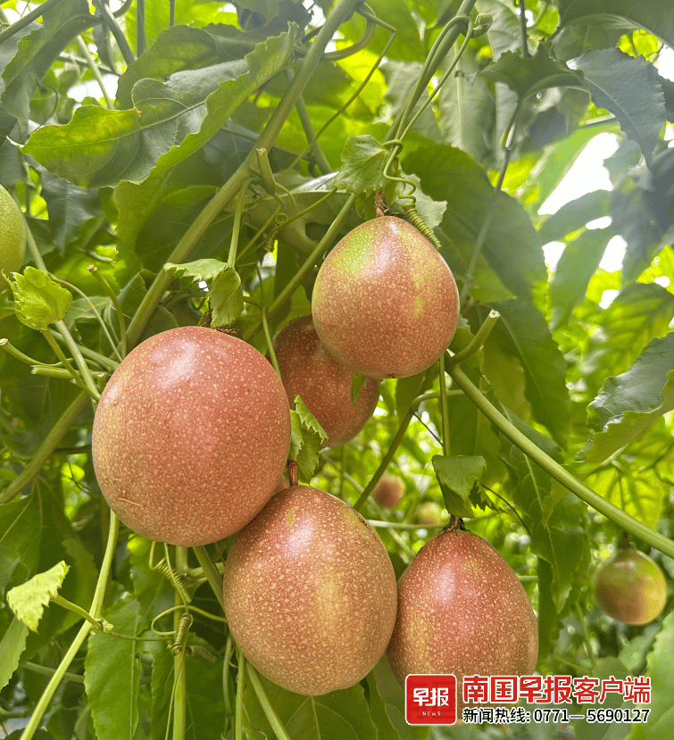 个头比拳头还大,这种"巨无霸"百香果口感与颜值并存