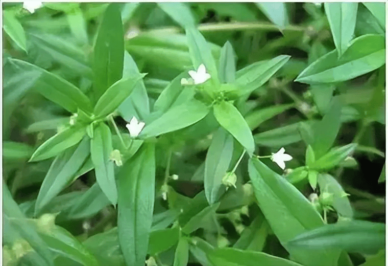 飞蛇草是什么样子图片图片