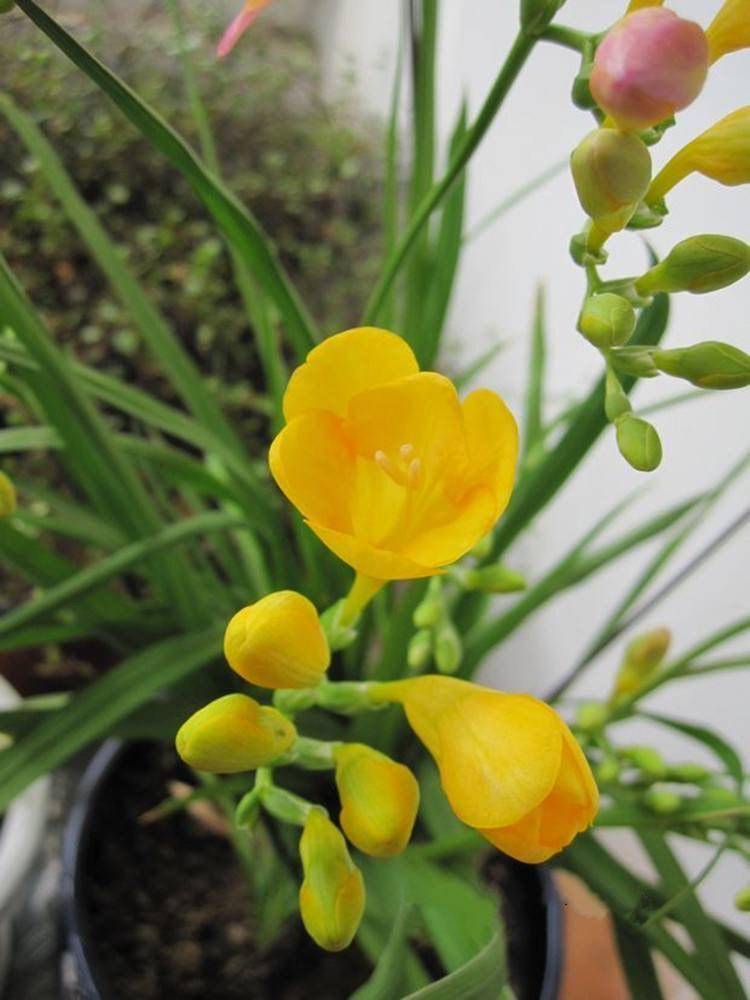 九月十月,可以栽种"香雪兰"了,注意这几点,花开满枝头_种植_种球_开花