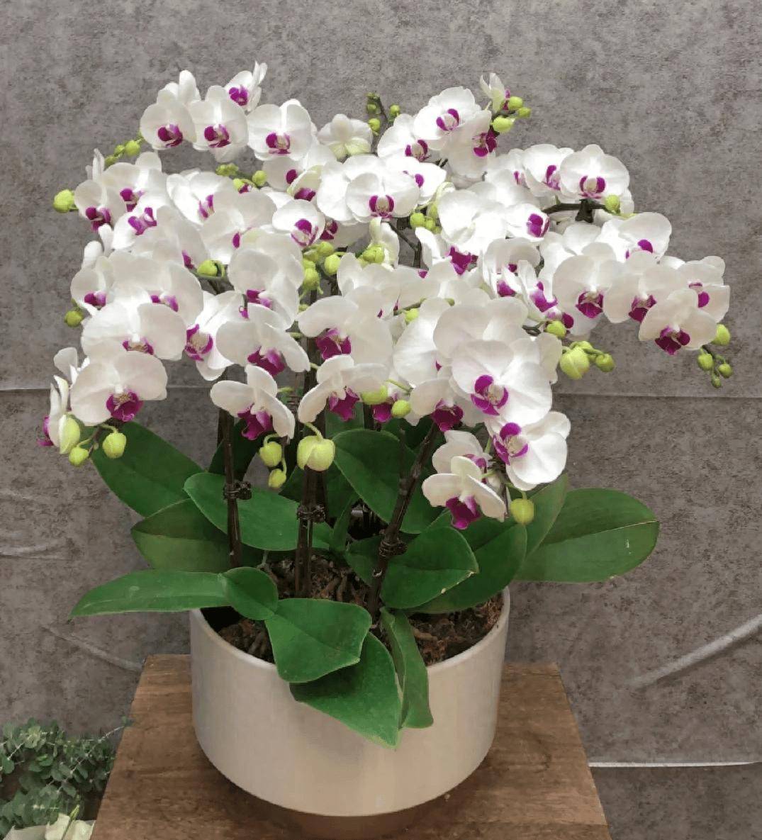 蝴蝶兰爱吃一种肥每月喂一次叶绿花又艳花苞满枝头